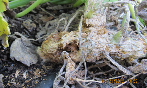 base of squash plant showing infestation by the squash vine borer
